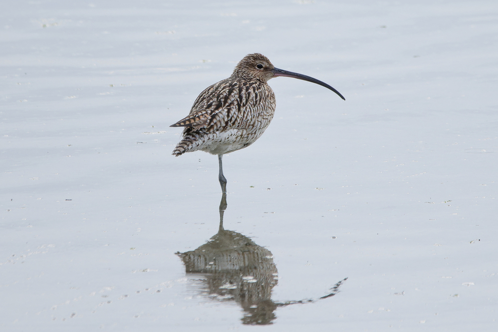 Curlew